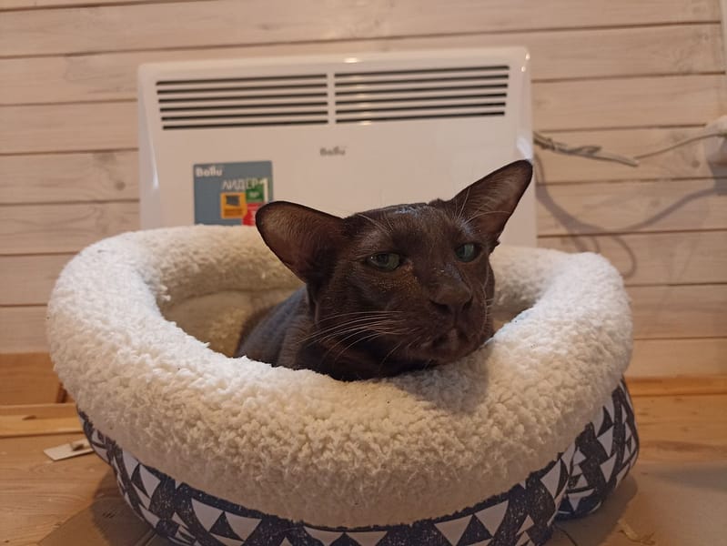 開懷小蔣寵物屋