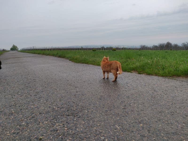 阿尼牧絲寵物旅館