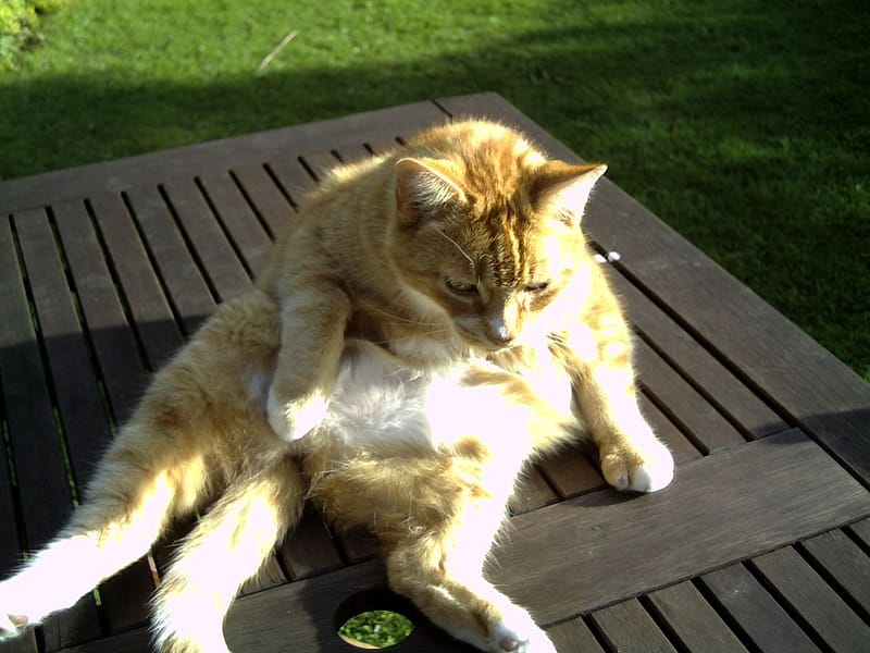 雅雅愛犬專業用品店