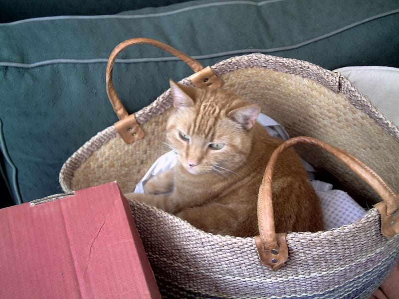 馬莉與我寵物美容有限公司