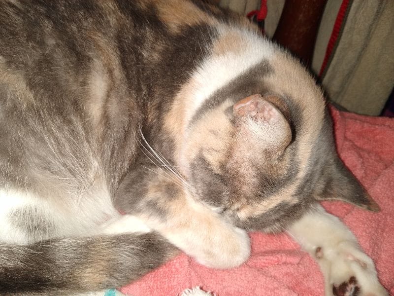 龍泉寵物生活館