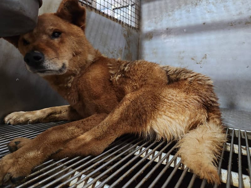 【待認養】混種犬 狗 (男生) - 新竹縣動物保護防疫所