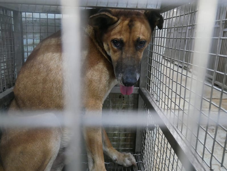 【待認養】混種犬 狗 (女生) - 臺南市動物之家善化站