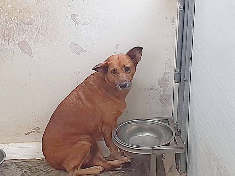 【待認養】混種犬 狗 (女生) - 臺北市動物之家