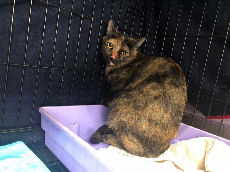 【待認養】混種貓 貓 (女生) - 臺北市動物之家