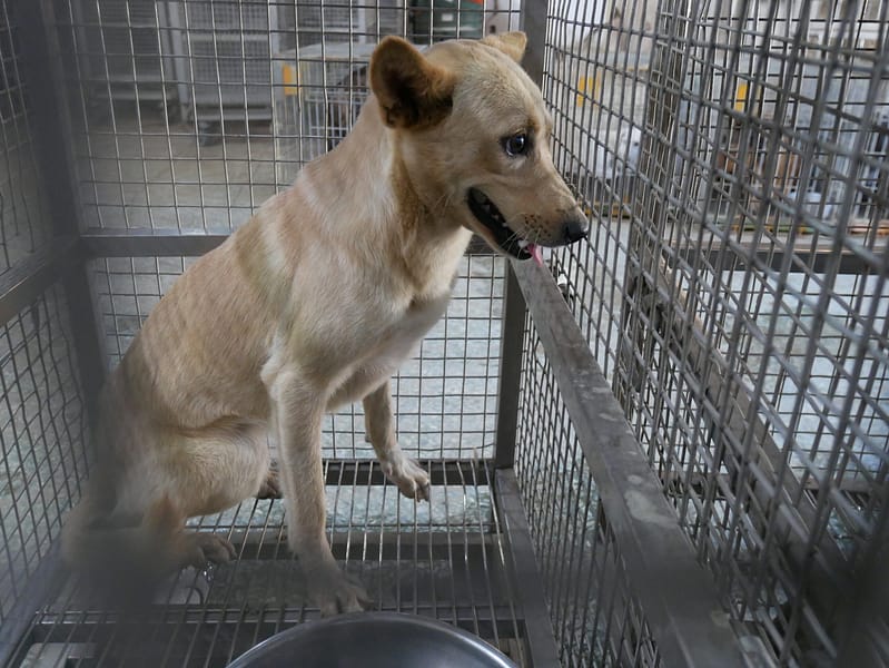 【待認養】混種犬 狗 (女生) - 臺南市動物之家善化站