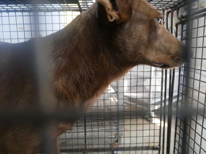 【待認養】混種犬 狗 (男生) - 臺南市動物之家善化站