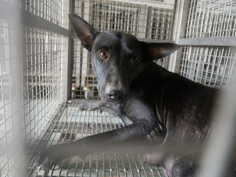 【待認養】混種犬 狗 (女生) - 臺南市動物之家善化站