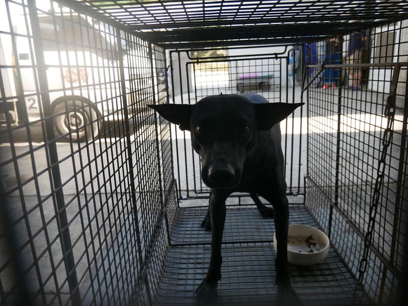 【待認養】混種犬 狗 (男生) - 臺南市動物之家善化站