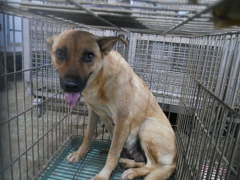 【待認養】混種犬 狗 (女生) - 臺南市動物之家善化站