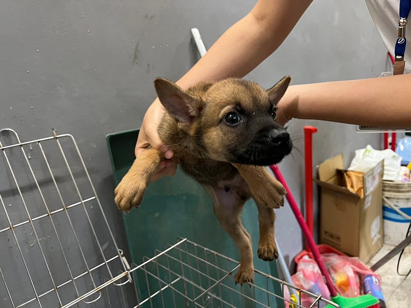 【待認養】混種犬 狗 (男生) - 新竹市動物保護教育園區