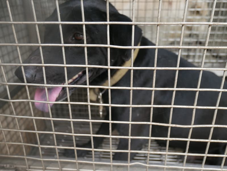 【待認養】混種犬 狗 (男生) - 臺南市動物之家善化站