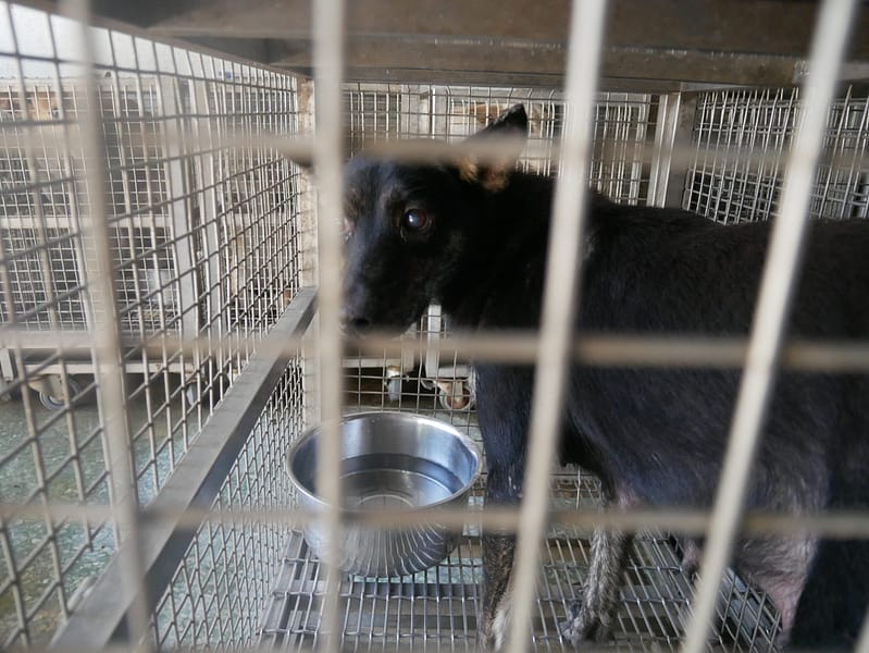 【待認養】混種犬 狗 (女生) - 臺南市動物之家善化站