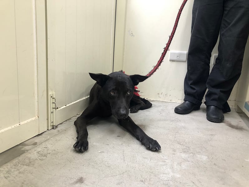【待認養】混種犬 狗 (男生) - 臺北市動物之家
