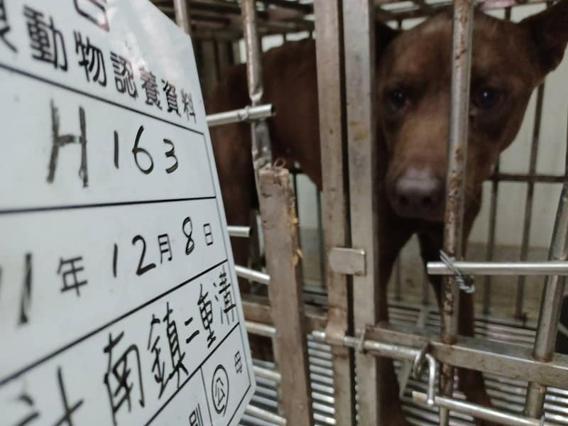 【待認養】混種犬 狗 (男生) - 雲林縣流浪動物收容所
