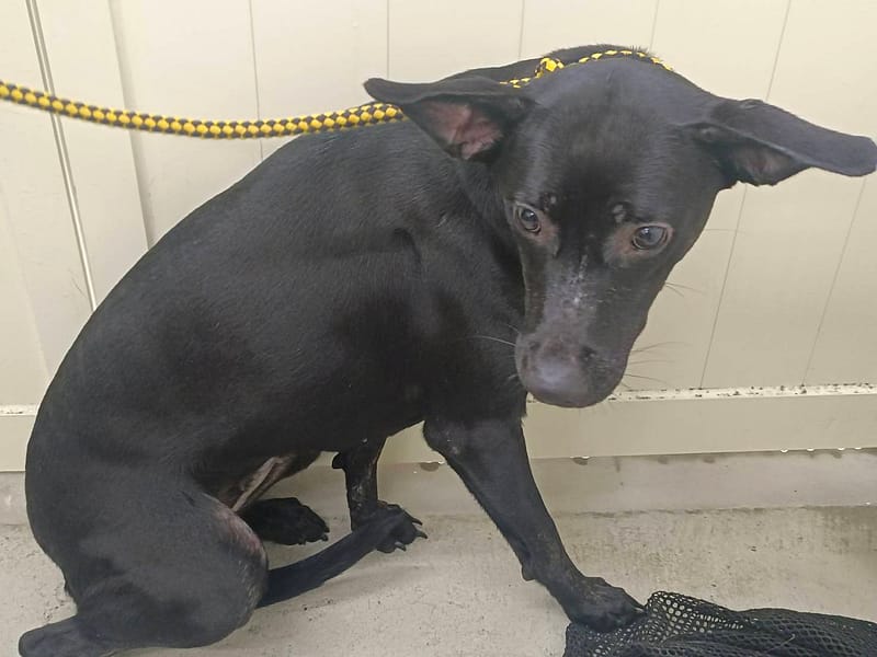 【待認養】混種犬 狗 (男生) - 臺北市動物之家