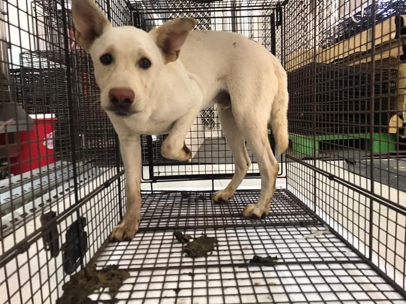 【待認養】混種犬 狗 (男生) - 金門縣動物收容中心