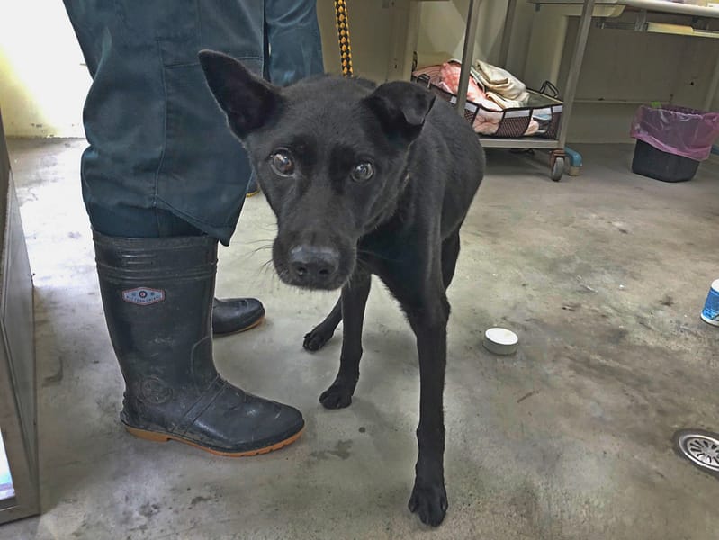 【待認養】混種犬 狗 (男生) - 臺北市動物之家