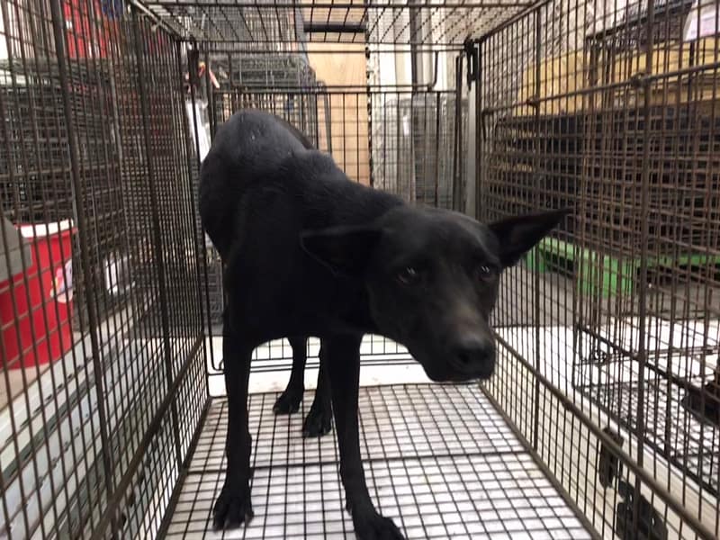【待認養】混種犬 狗 (女生) - 金門縣動物收容中心