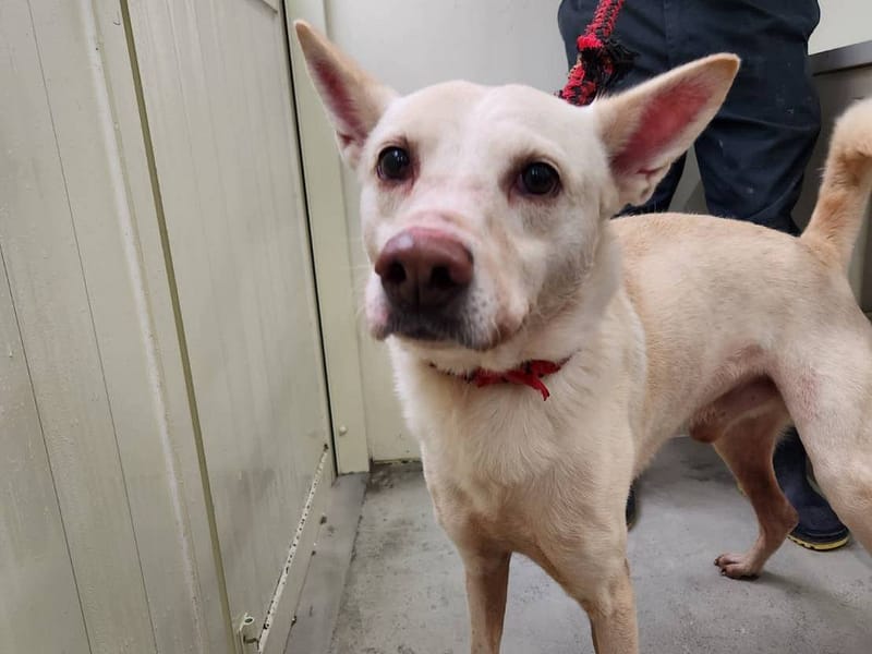 【待認養】混種犬 狗 (男生) - 臺北市動物之家