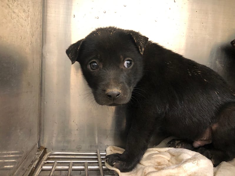 【待認養】混種犬 狗 (男生) - 臺北市動物之家