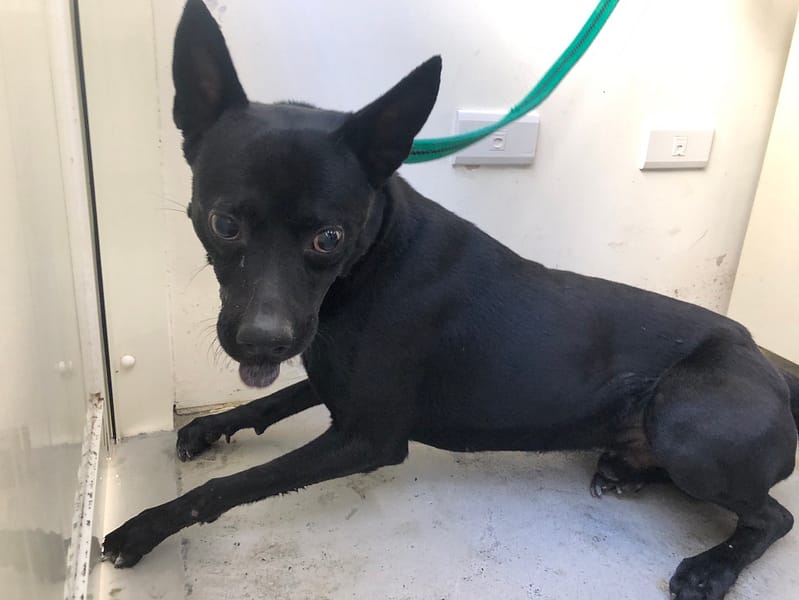 【待認養】混種犬 狗 (男生) - 臺北市動物之家