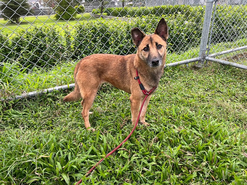 【待認養】混種犬 狗 (女生) - 臺北市動物之家