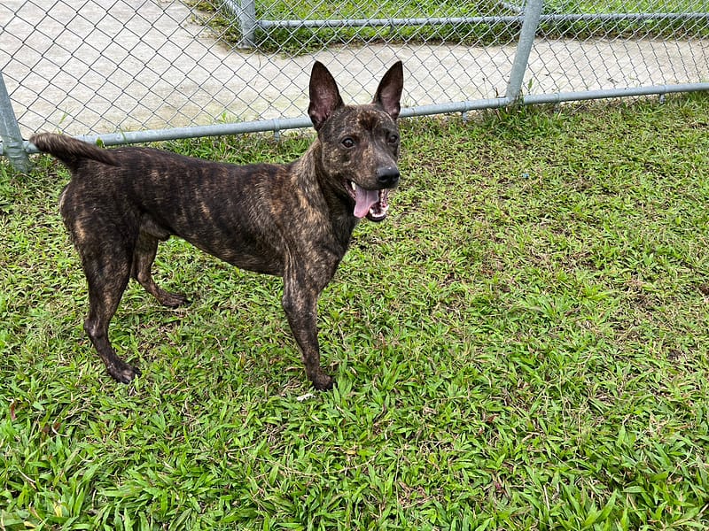 【待認養】混種犬 狗 (男生) - 臺北市動物之家