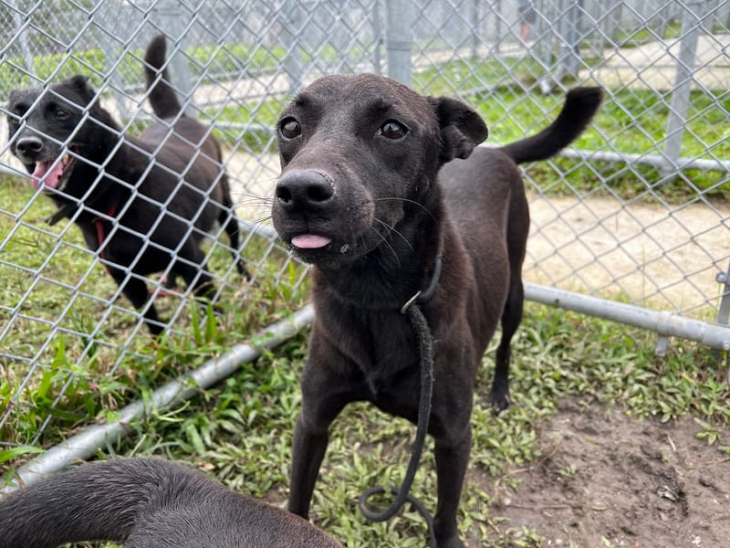 【待認養】混種犬 狗 (女生) - 臺北市動物之家