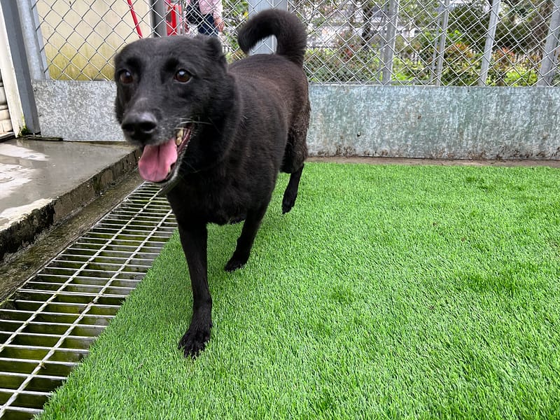【待認養】混種犬 狗 (女生) - 臺北市動物之家