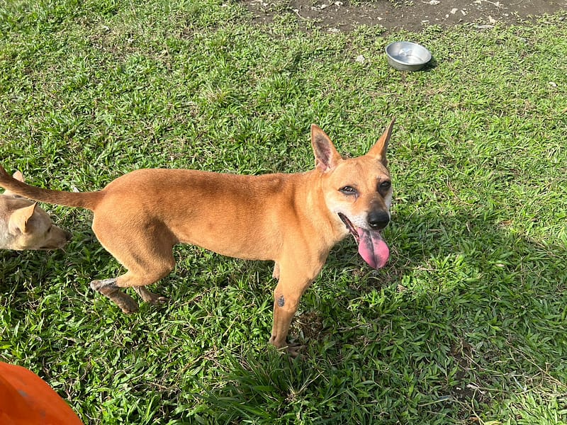 【待認養】混種犬 狗 (女生) - 臺北市動物之家