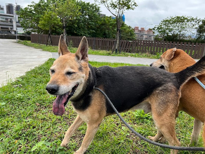 【待認養】混種犬 狗 (男生) - 臺北市動物之家