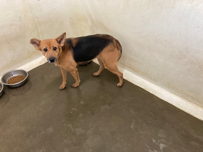 【待認養】混種犬 狗 (女生) - 臺北市動物之家