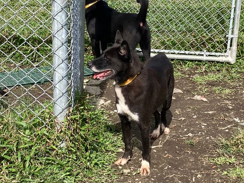 【待認養】混種犬 狗 (男生) - 臺北市動物之家