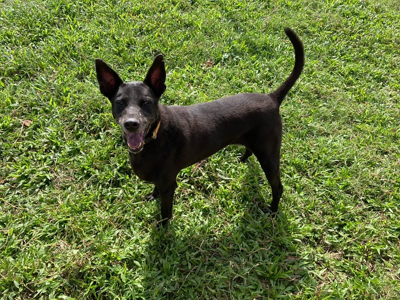 【待認養】混種犬 狗 (女生) - 臺北市動物之家