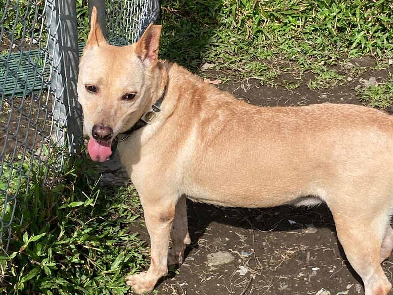 【待認養】混種犬 狗 (男生) - 臺北市動物之家