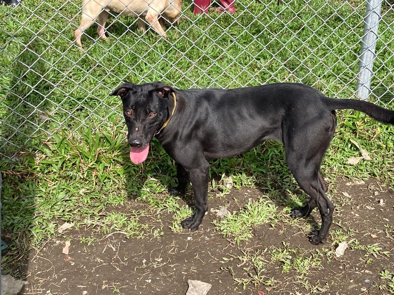 【待認養】混種犬 狗 (女生) - 臺北市動物之家