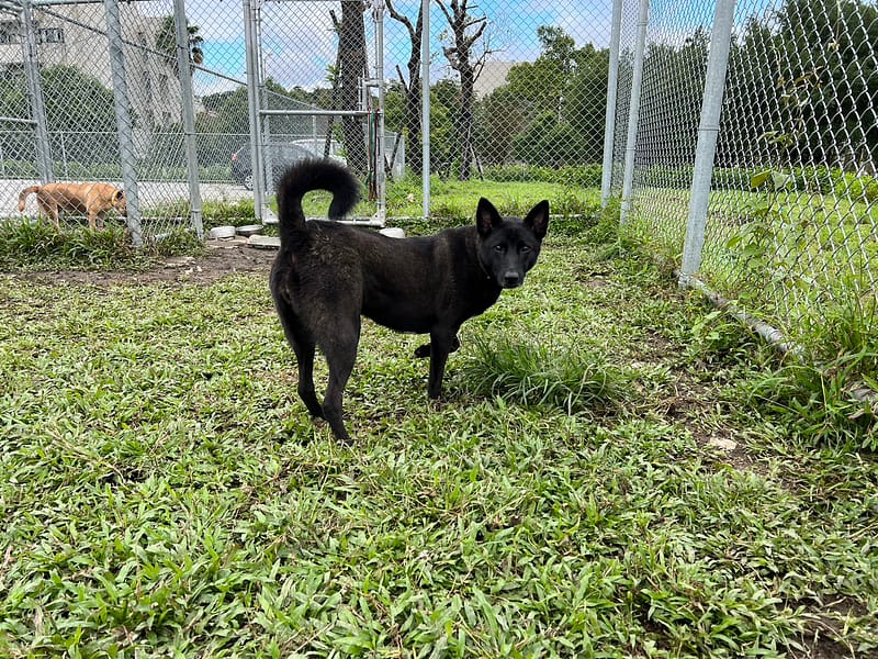 【待認養】混種犬 狗 (女生) - 臺北市動物之家