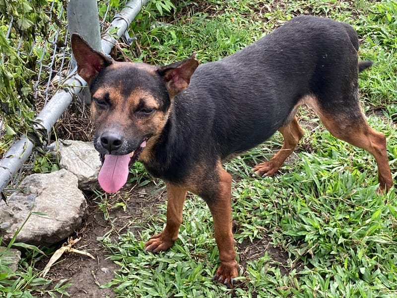 【待認養】混種犬 狗 (男生) - 臺北市動物之家