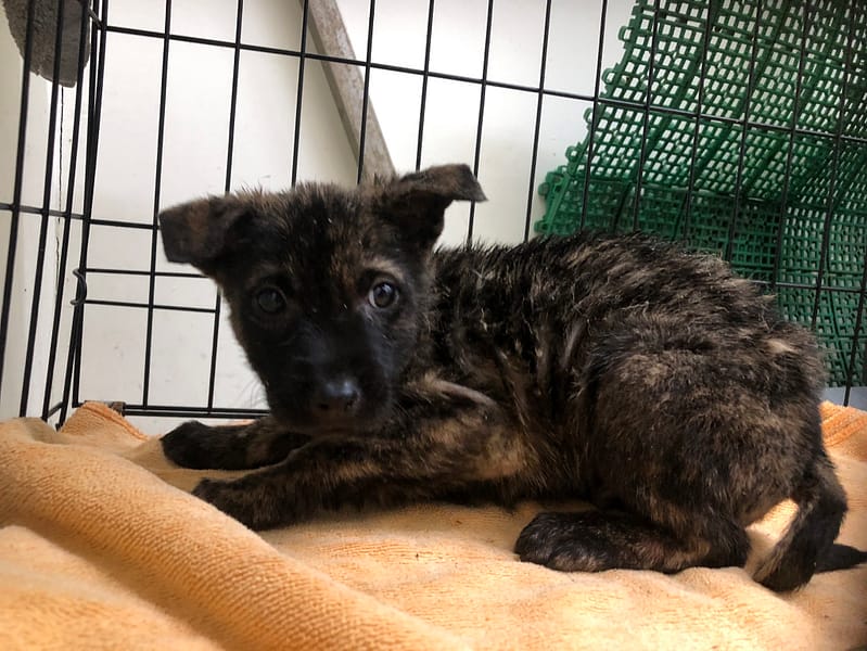 【待認養】混種犬 狗 (男生) - 臺北市動物之家