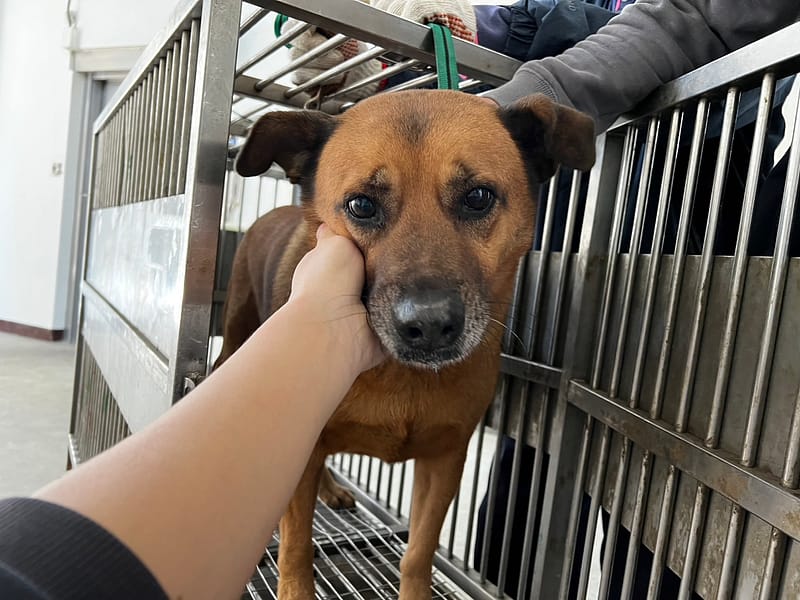 【待認養】混種犬 狗 (男生) - 桃園市動物保護教育園區