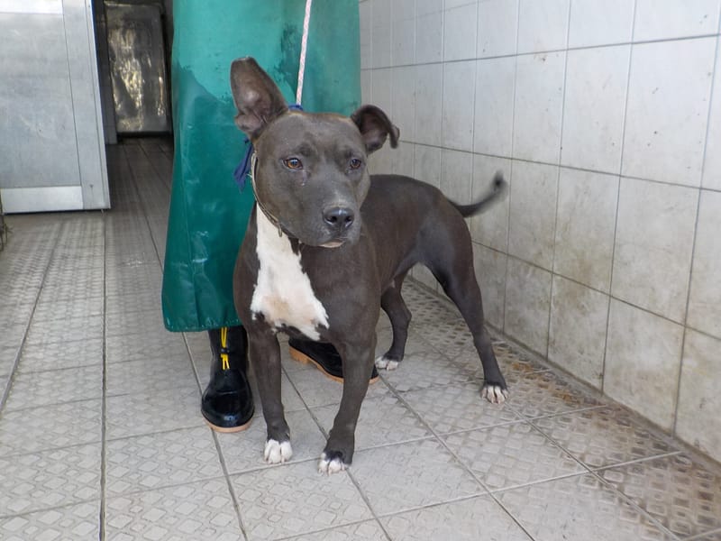 【待認養】混種犬 狗 (女生) - 南投縣公立動物收容所