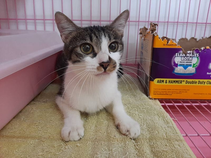 【待認養】混種貓 貓 (女生) - 臺北市動物之家