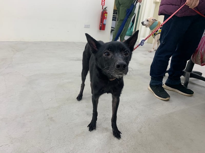 【待認養】混種犬 狗 (女生) - 臺北市動物之家