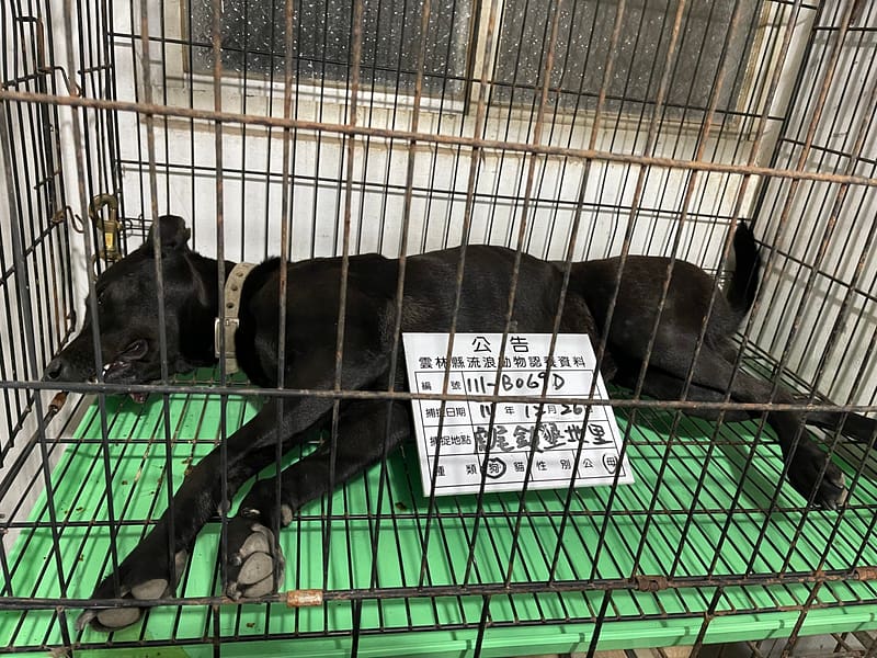 【待認養】混種犬 狗 (女生) - 雲林縣流浪動物收容所
