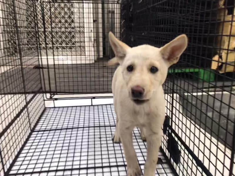 【待認養】混種犬 狗 (女生) - 金門縣動物收容中心