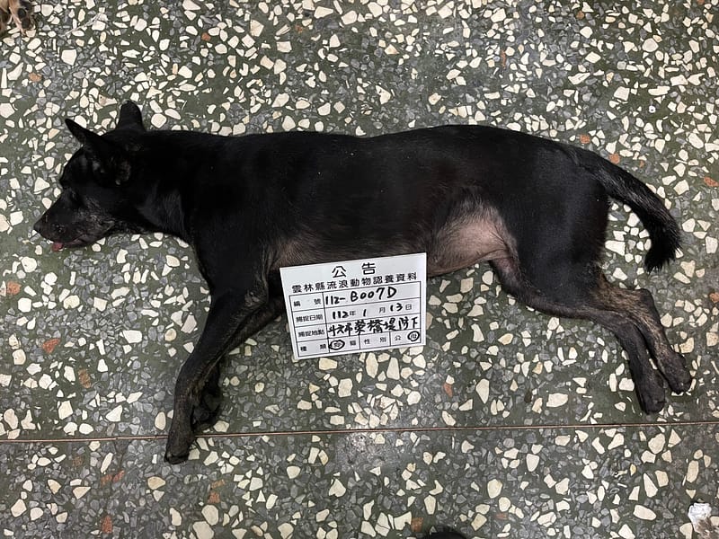 【待認養】混種犬 狗 (女生) - 雲林縣流浪動物收容所