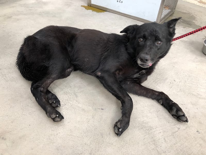 【待認養】混種犬 狗 (女生) - 臺北市動物之家