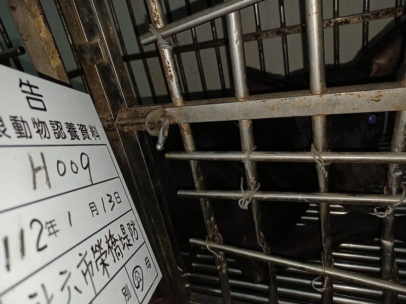 【待認養】混種犬 狗 (男生) - 雲林縣流浪動物收容所