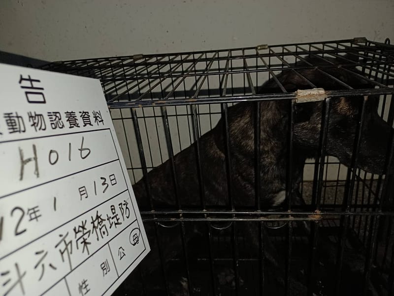 【待認養】混種犬 狗 (女生) - 雲林縣流浪動物收容所